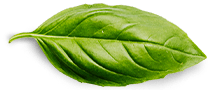 basil leaf.png