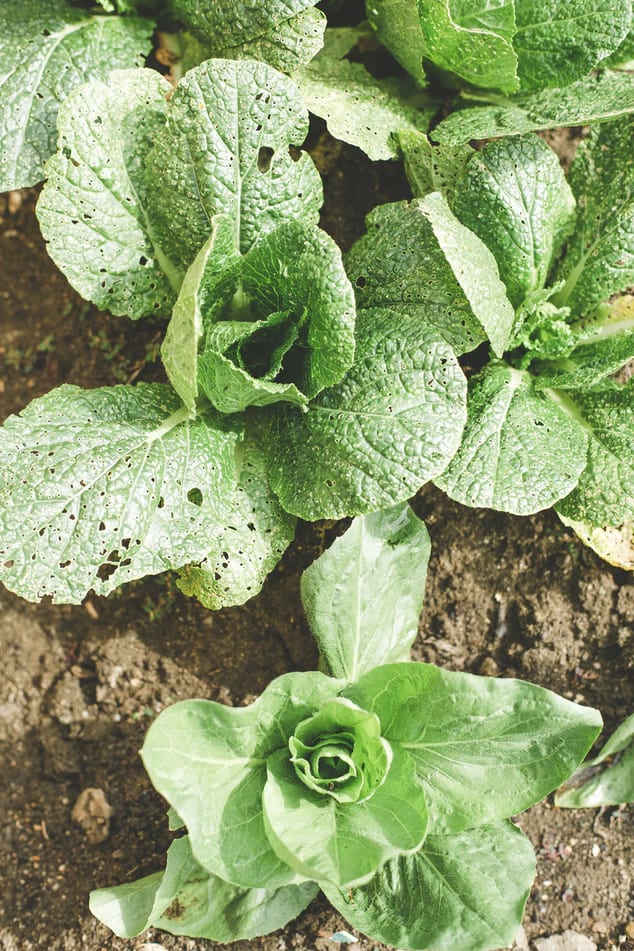 farming03 free img.jpg